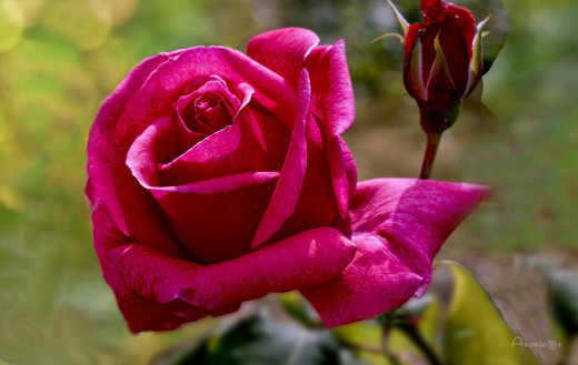 1757527 (a): :2560x1616